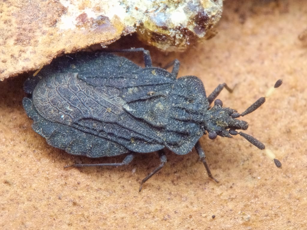 Aradus signaticornis R.F. Sahlberg, 1848
